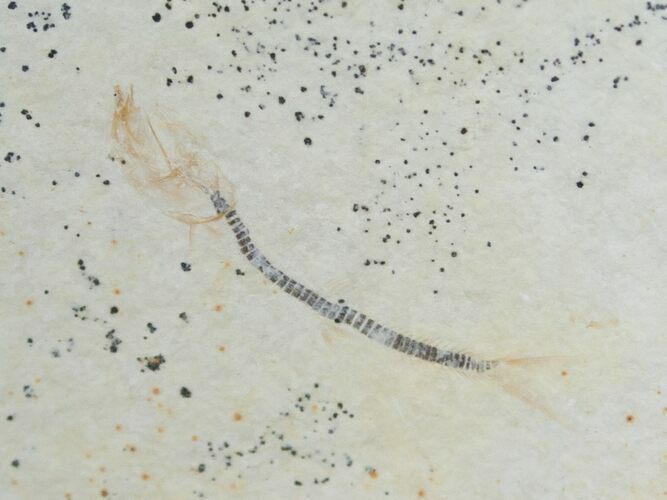 Unusual Solnhofen Fossil Fish Orthogoniklethrus hoelli #6186